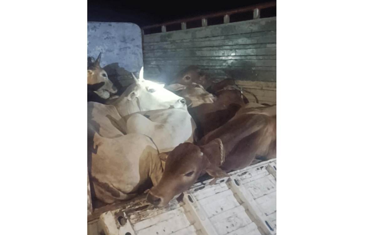 Bhoodan Pochampally : కబేలాలకు తరలిస్తున్న గోవులు పట్టివేత