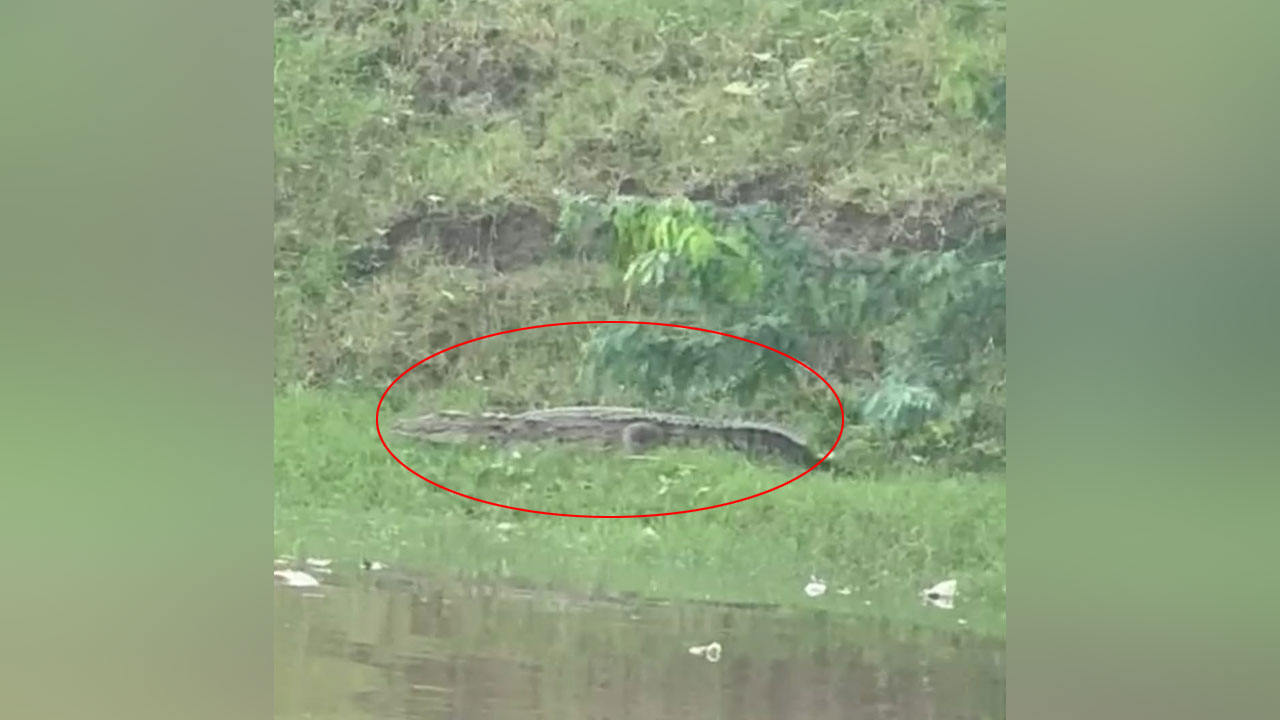 Crocodile | వామ్మో.. మరోసారి మొసలి ప్రత్యక్షం..!