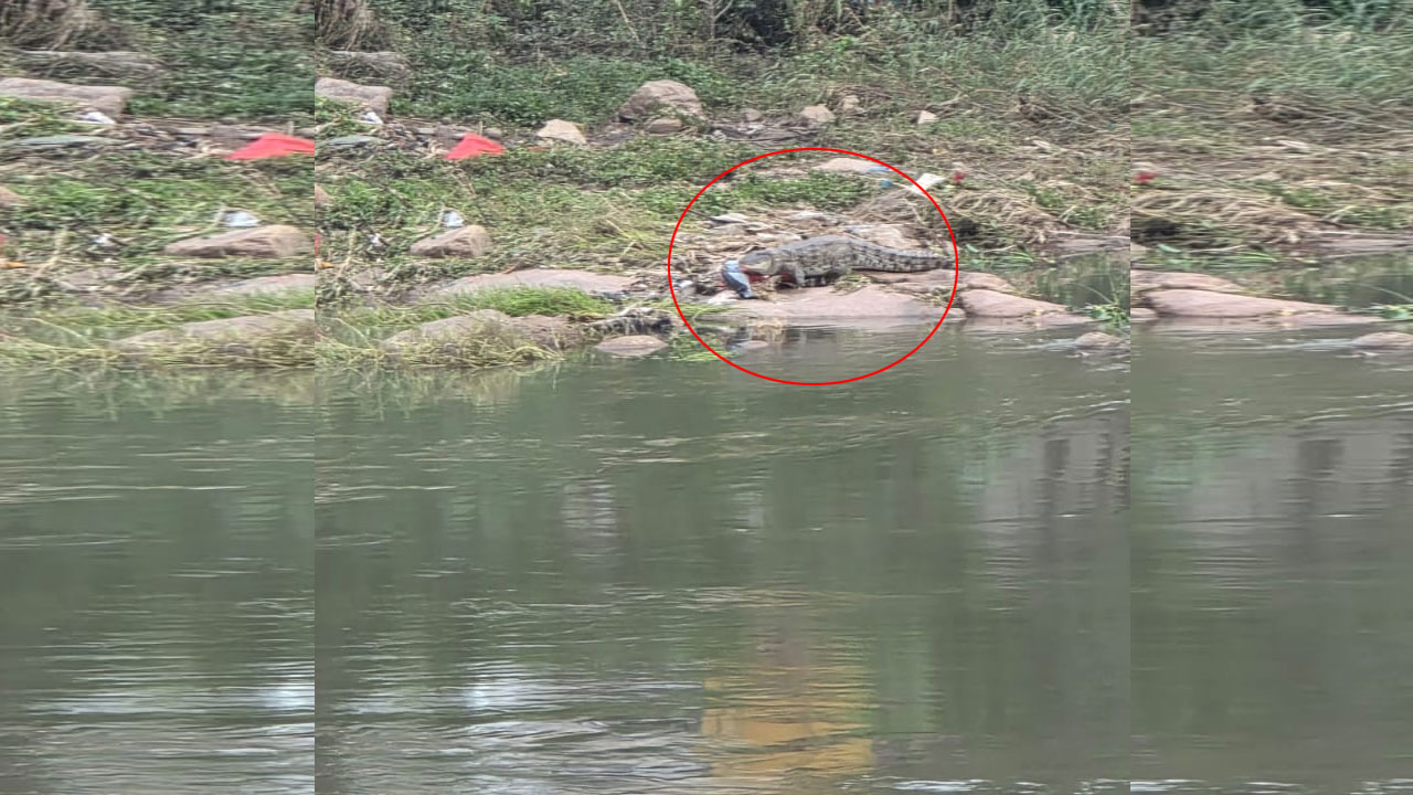 Crocodile | లంగ‌ర్‌హౌస్‌లో మ‌ళ్లీ ప్ర‌త్య‌క్ష‌మైన మొస‌లి.. భ‌యాందోళ‌న‌లో స్థానికులు