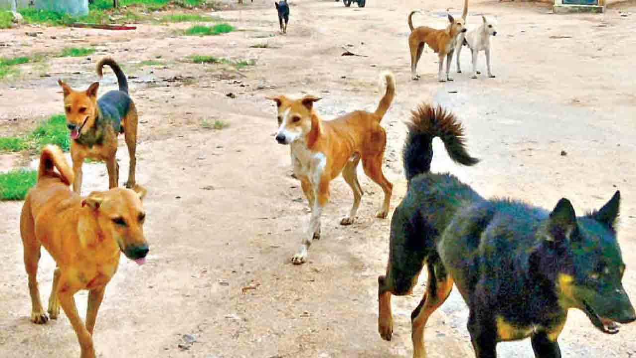 Stray Dogs | వానరంపై కుక్కల మంద మూకుమ్మడి దాడి.. మృతి చెందిన కోతి