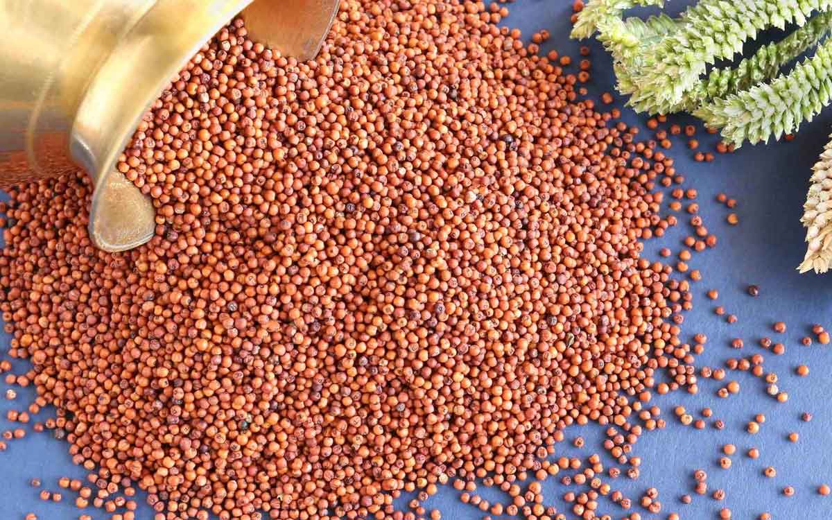 Finger Millet | రాగులను అసలు రోజుకు ఎంత మోతాదులో తినాలి..? వీటితో కలిగే లాభాలు ఏమిటి..?
