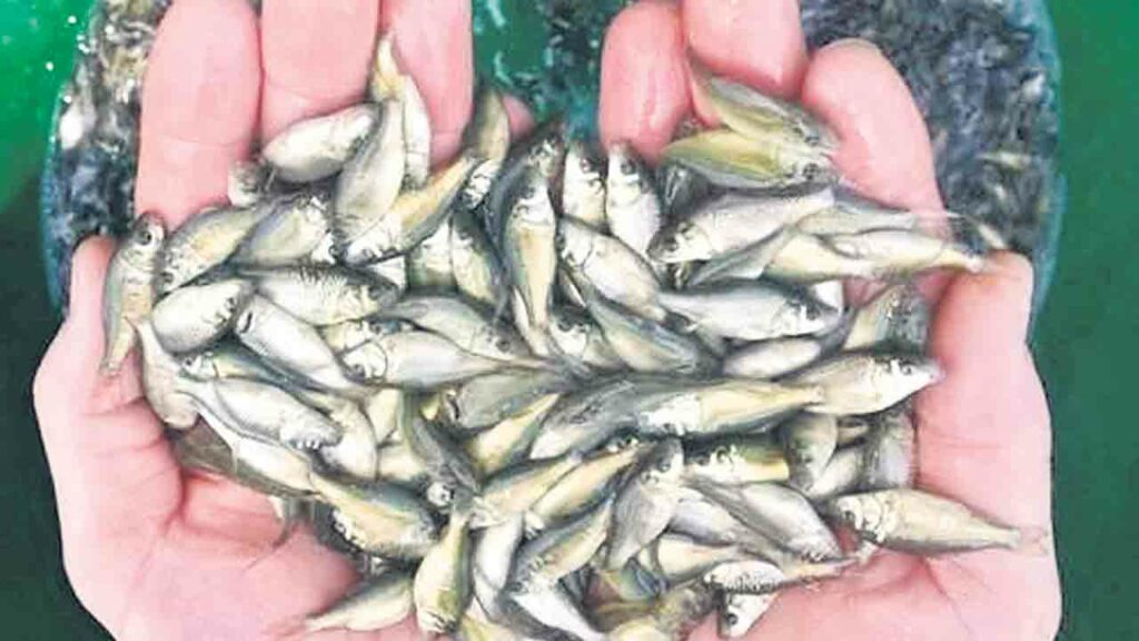 Fish Fry Distribution