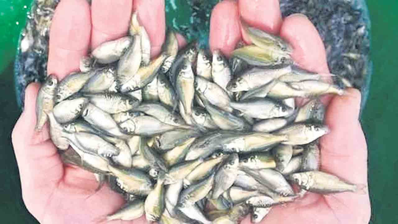 పిల్లల ఉచితం అనుచితమేనా ?