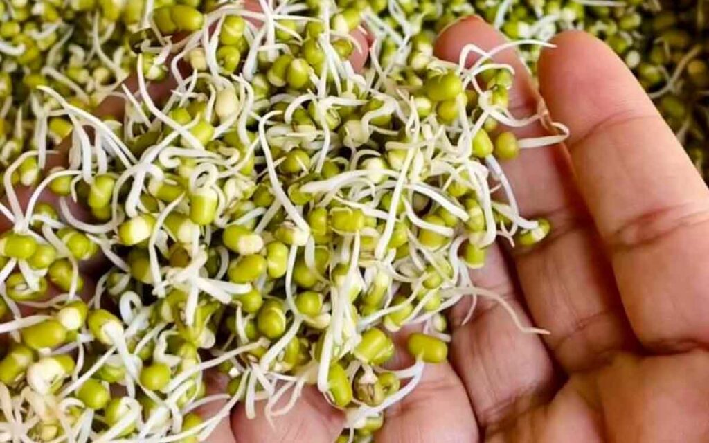 Green Gram Sprouts