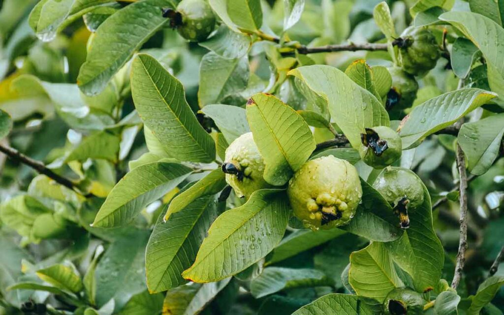 Guava Leaves