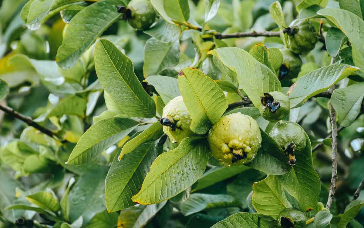 Guava Leaves | జామ కాయలు, పండ్లే కాదు.. జామ ఆకులు కూడా మనకు ఉపయోగకరమే.. ఎలా తీసుకోవాలంటే..?