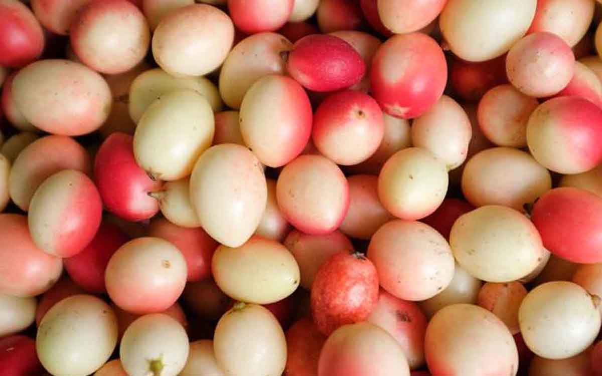 Karonda Fruits | ఈ కాయలను ఎప్పుడైనా చూశారా.. కనిపిస్తే విడిచిపెట్టకుండా తినండి.. ఎందుకంటే..?
