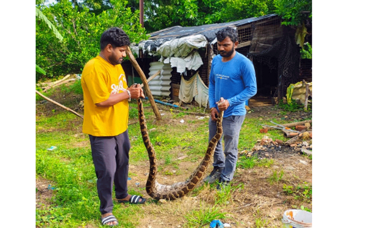 Ramavaram : గౌతంపూర్ కాలనీలో 11 అడుగుల భారీ కొండ చిలువ పట్టివేత