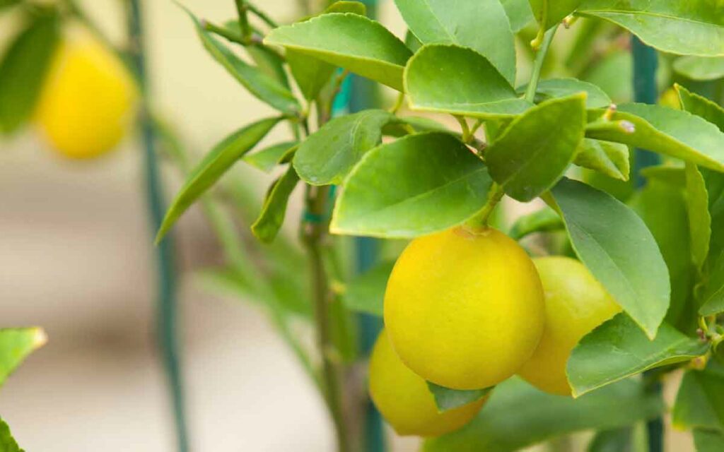 Lemon Leaves