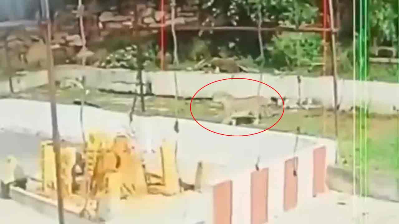 Leopard | తిరుమ‌ల‌లో చిరుత క‌ల‌క‌లం.. పిల్లి మీద దాడికి య‌త్నం