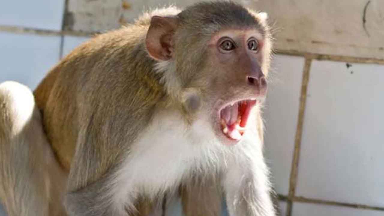 కోతుల దాడిలో బాలికకు గాయాలు