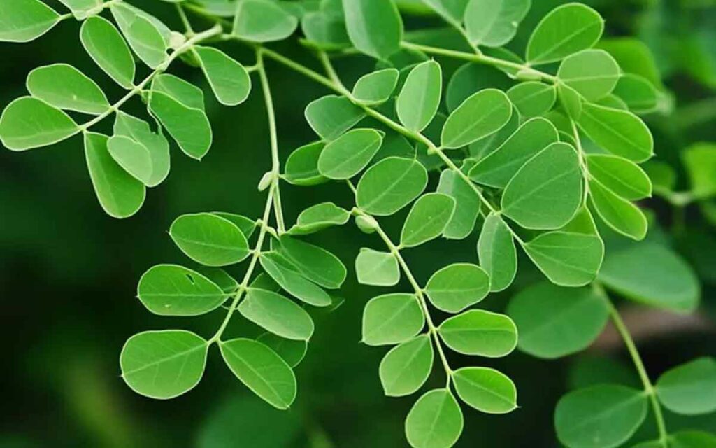 Moringa Leaves