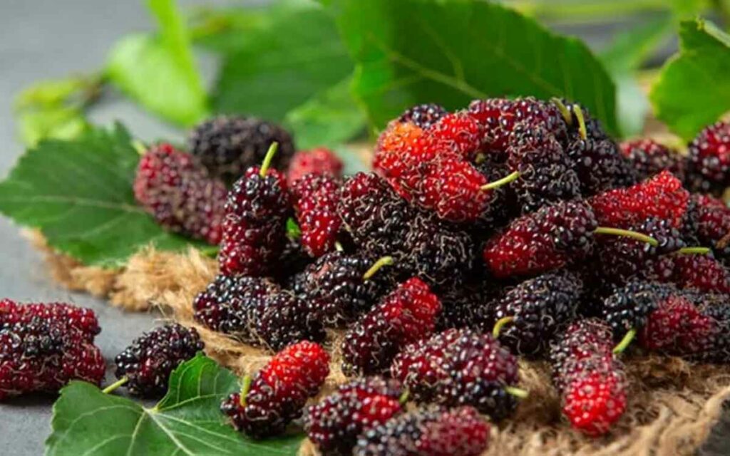 Mulberries