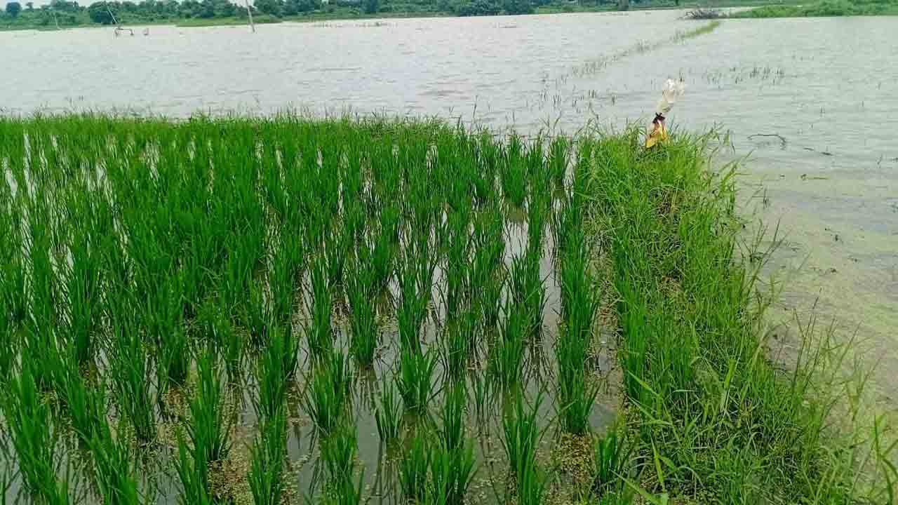 paddy crop | వరదలతో నీట మునిగిన మూడెకరాల వరి పంట