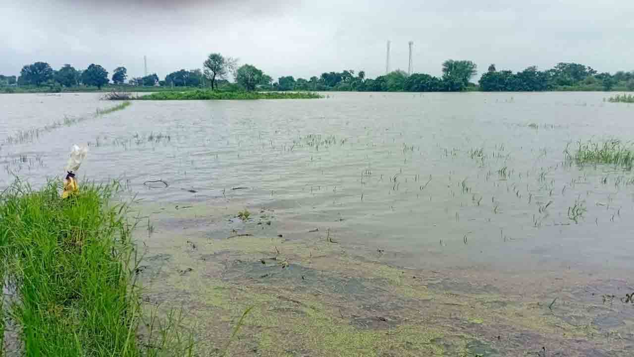 Paddy Crop 5