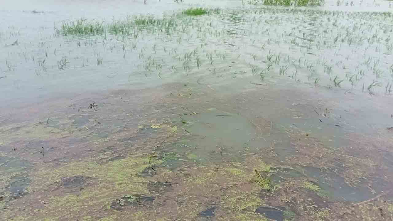 Paddy Crop 6
