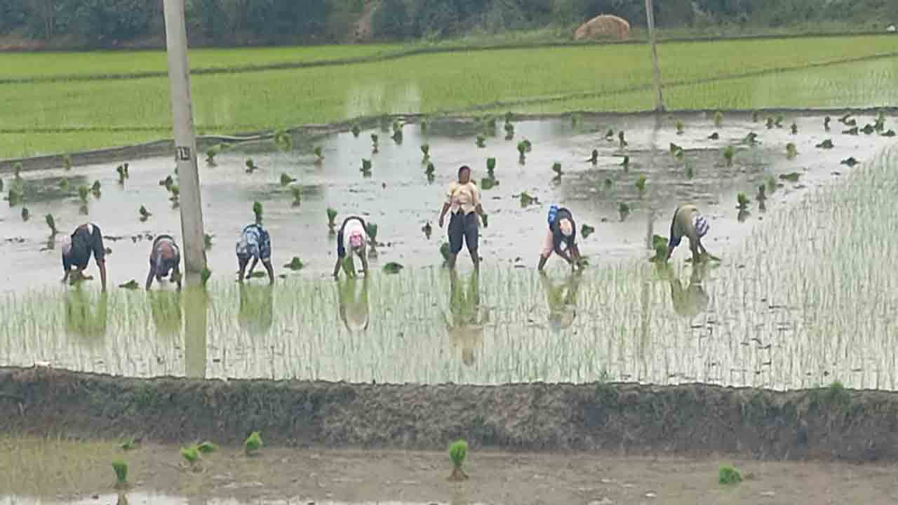 Rayapole | సందడిగా పంట పొలాలు.. బోరుబావుల వద్ద వరి నాట్లు ముమ్మరం