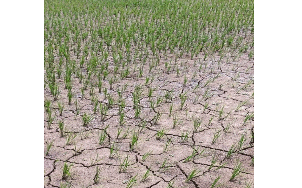 Penpahad : సాగునీరు లేక ఎండుతున్న వ‌రి పైర్లు