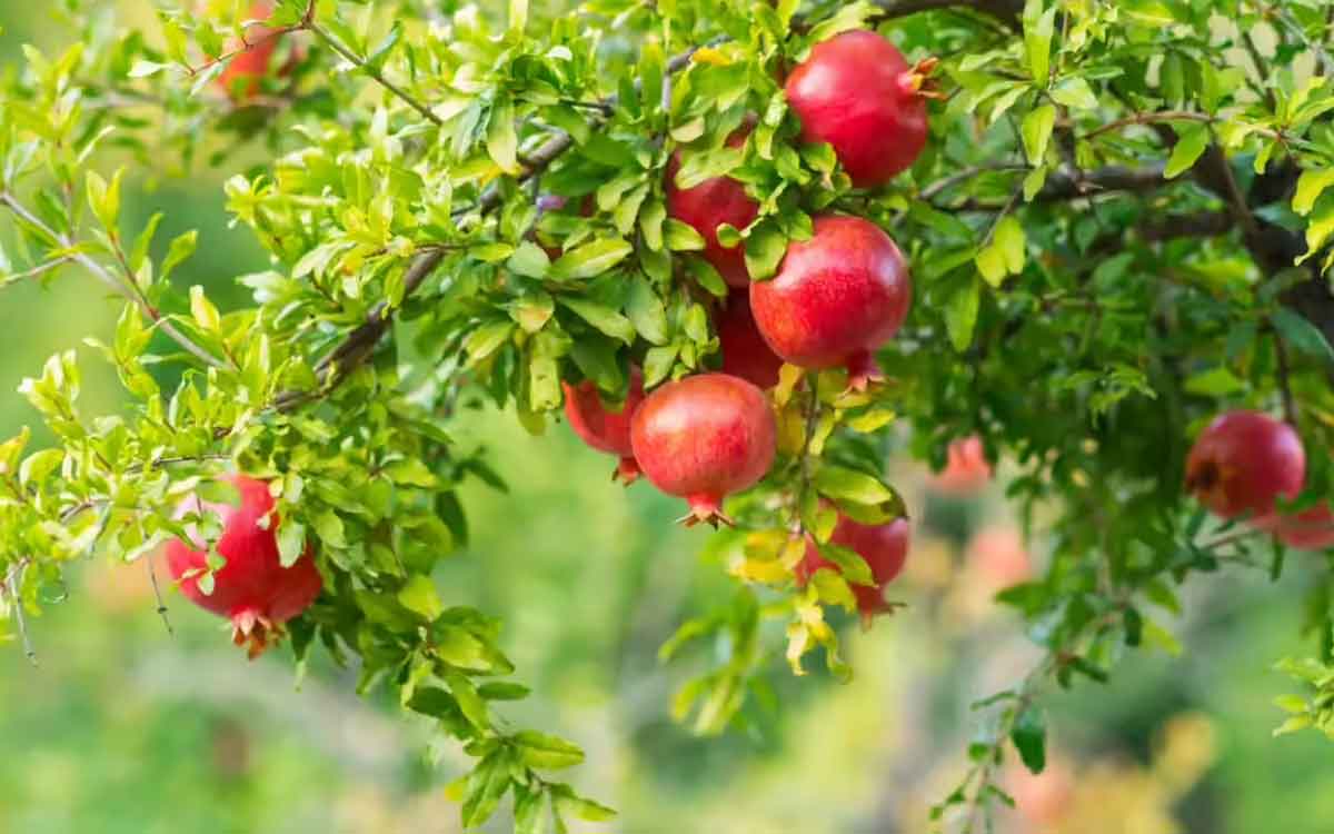 Pomegranate Leaves Water | దానిమ్మ ఆకుల నీళ్ల‌ను రోజూ తాగితే ఎన్నో లాభాలు.. అనేక వ్యాధుల‌ను న‌యం చేసుకోవ‌చ్చు..