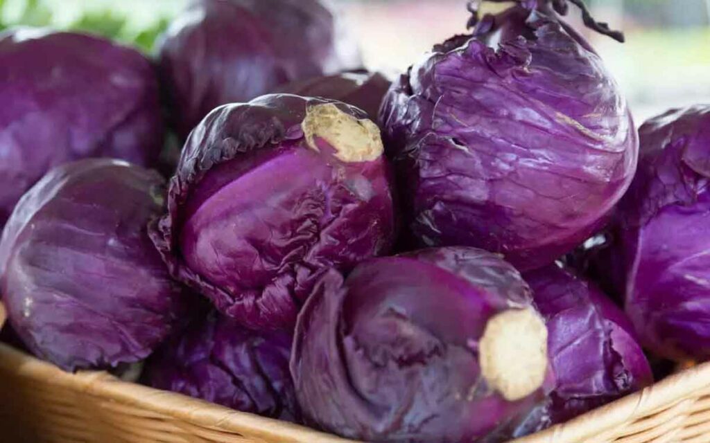 Purple Cabbage