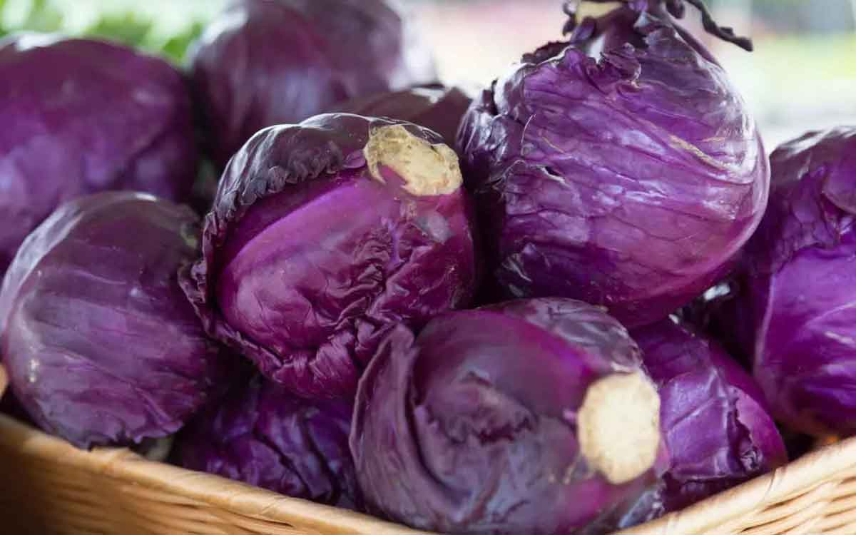 Purple Color Cabbage | ప‌ర్పుల్ క‌ల‌ర్ క్యాబేజీని తింటే ఇన్ని లాభాలు ఉన్నాయా..? రోజూ క‌చ్చితంగా తినాల్సిందే.. ఎందుకంటే..?