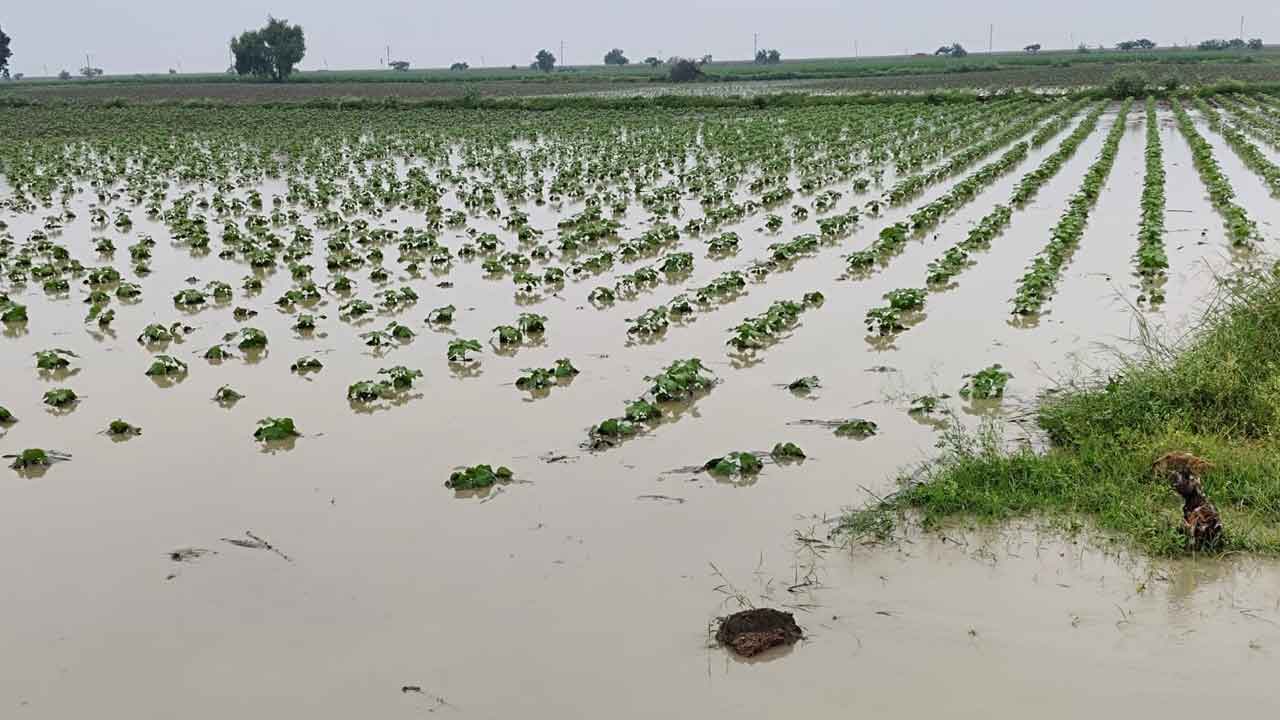 పొలాల్లో కన్నీళ్లు