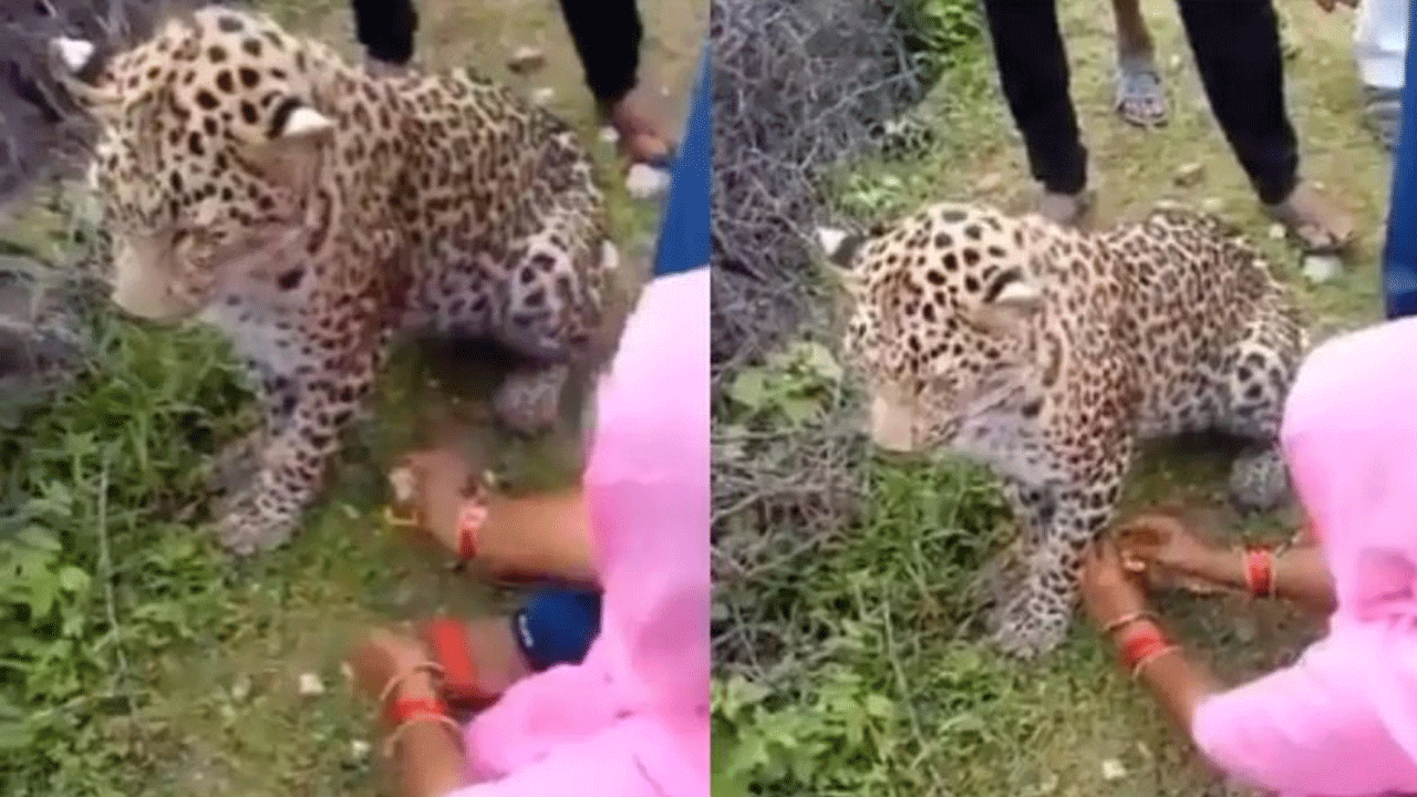 Leopard Rakhi: చిరుతపులికి రాఖీ క‌ట్టిన రాజ‌స్థానీ మ‌హిళ‌.. వీడియో