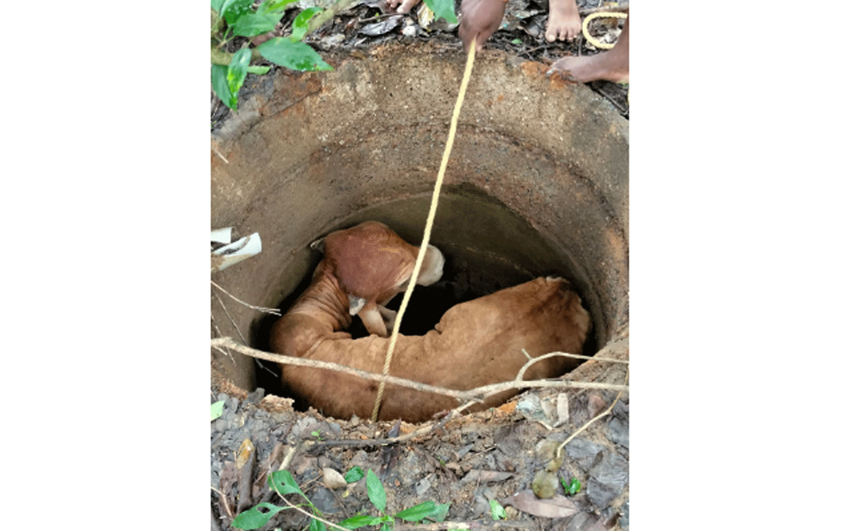 Ramavaram : చూశారు.. చలించారు.. మూగజీవి ప్రాణం నిలిపారు