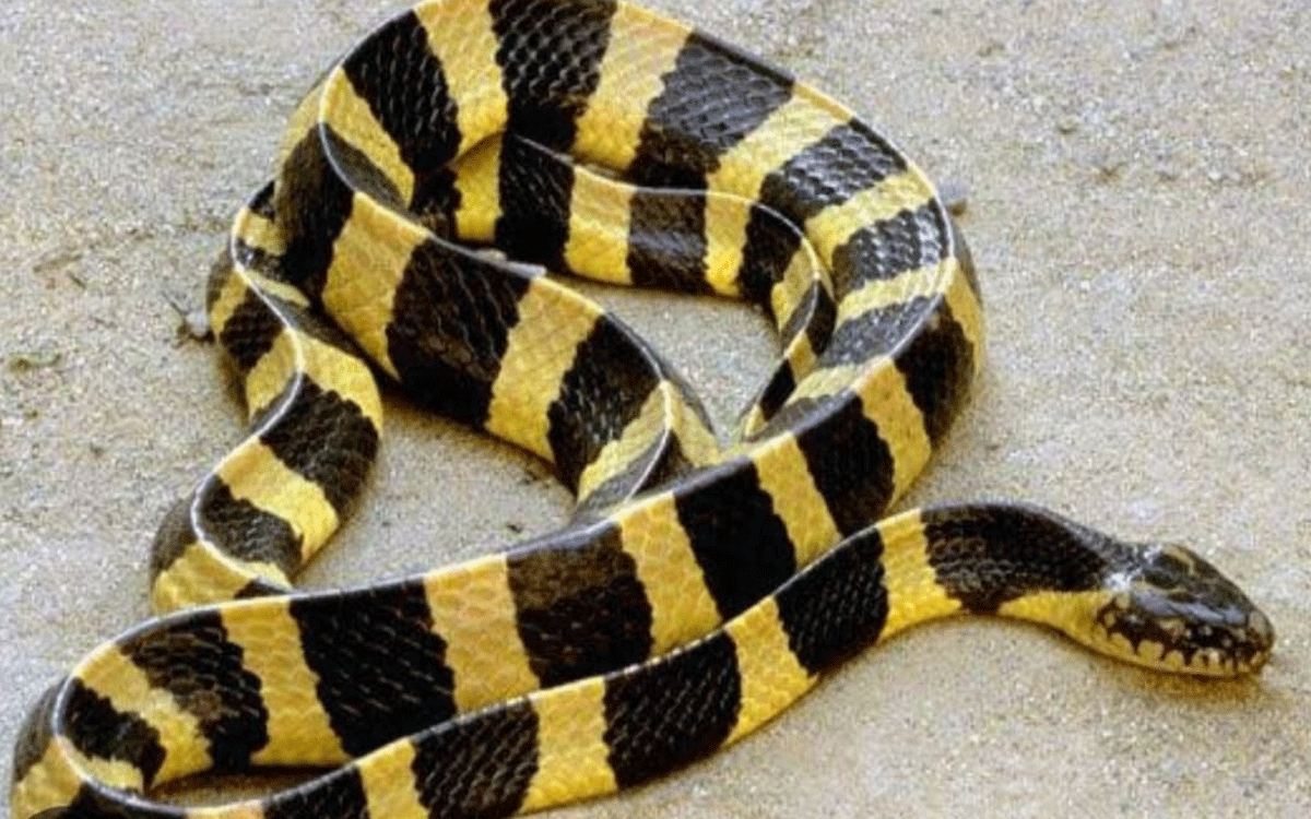 Ramavaram : మణుగూరు సింగరేణి బంగ్లోస్ క్వార్టర్స్‌లో అరుదైన సర్పం ప‌ట్టివేత‌