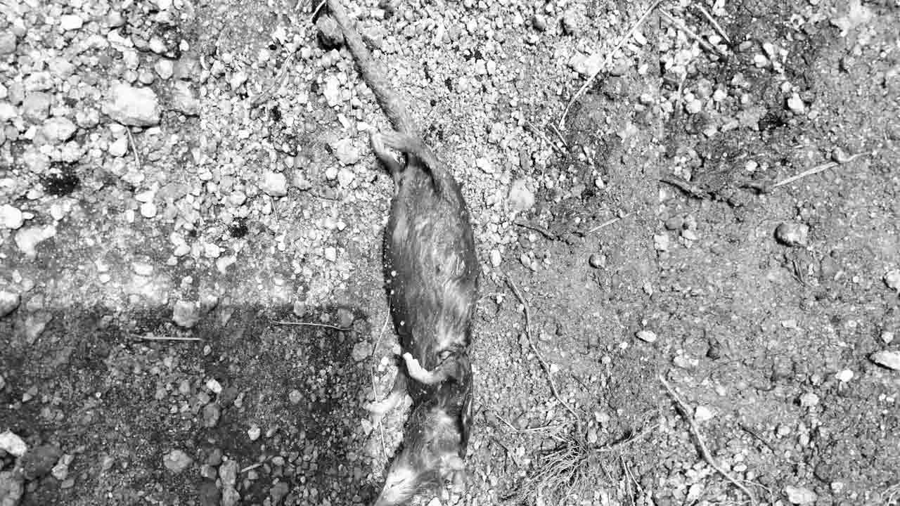 Rat 3