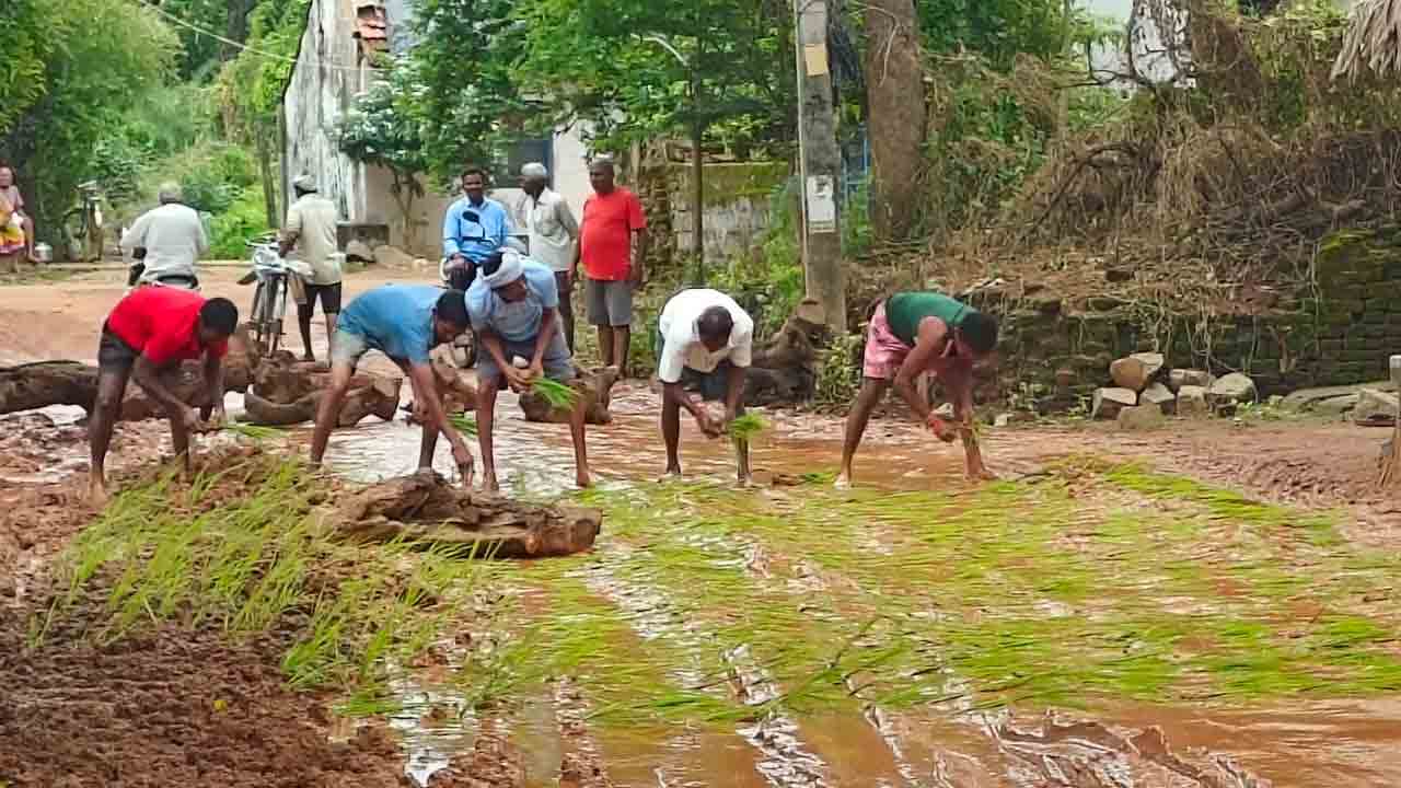 Rice Palnting 12