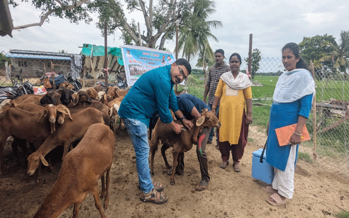 Nalgonda Rural : ‘పీపీఆర్ వ్యాక్సిన్‌తో గొర్రెలు, మేకల్లో పారుడు వ్యాధి నివారణ’
