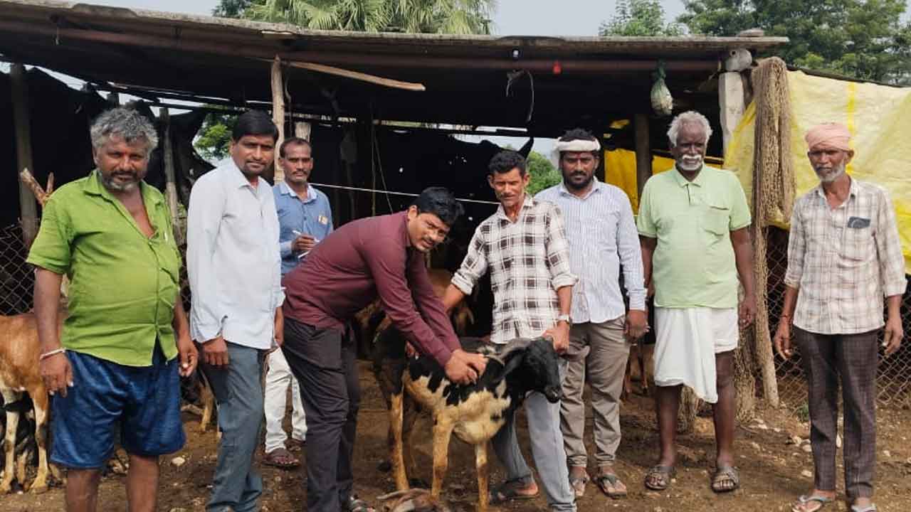 Thandur | గొర్రెలకు నీలి నాలుక నాలుక టీకాలు వేయించాలి : డాక్టర్ నరసింహరావు