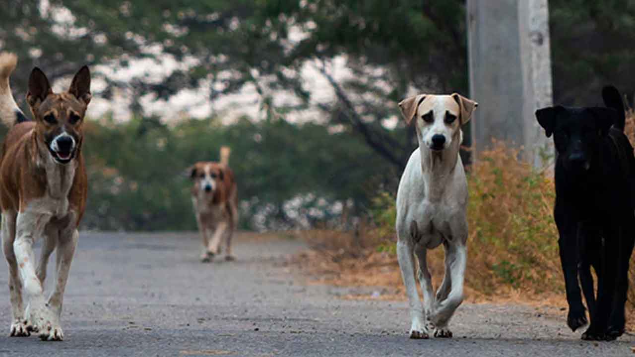 వీధి కుక్కల సమస్య మళ్లీ మొదటికి!