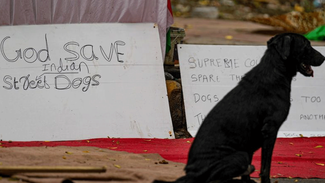 Supreme Court: వీధికుక్క‌ల‌ను స్టెరిలైజ్ చేసి.. రిలీజ్ చేయండి :  సుప్రీంకోర్టు