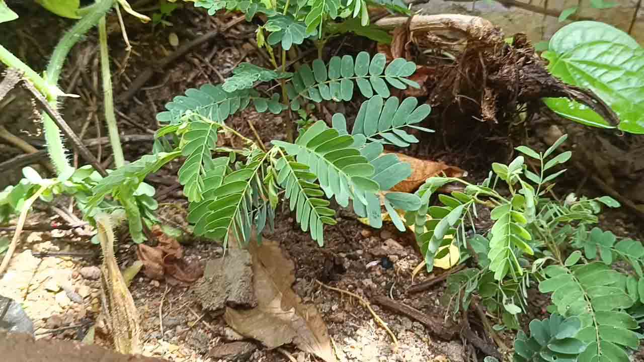 Tamarind Tree 2