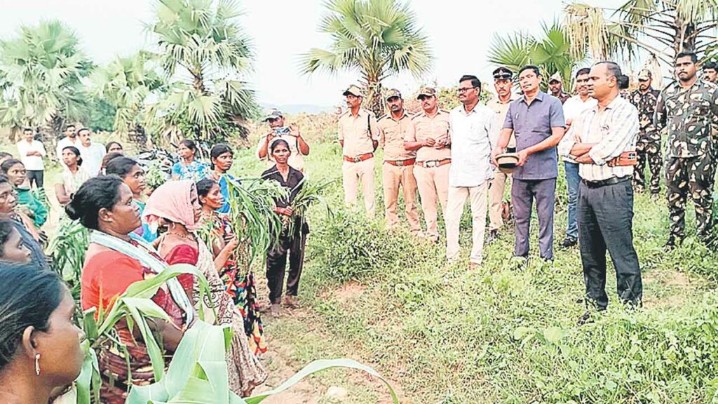 Tribals, Maize, Paddy Field