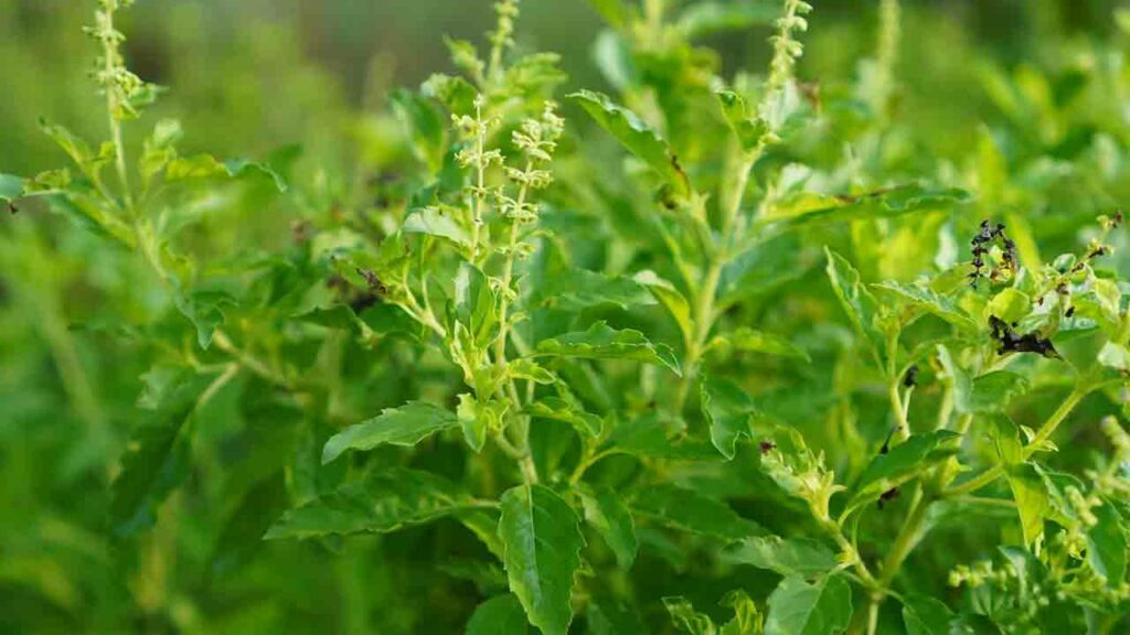 Tulsi Leaves