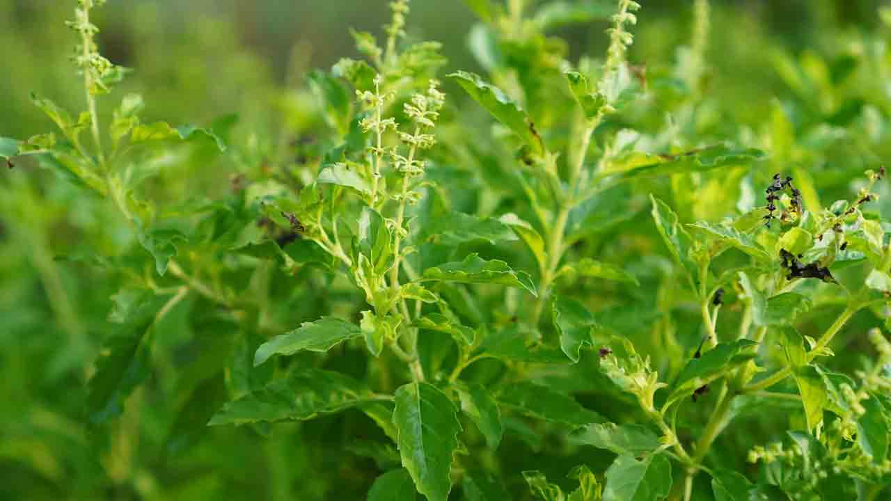 ఒత్తిడిని తగ్గించే తులసి