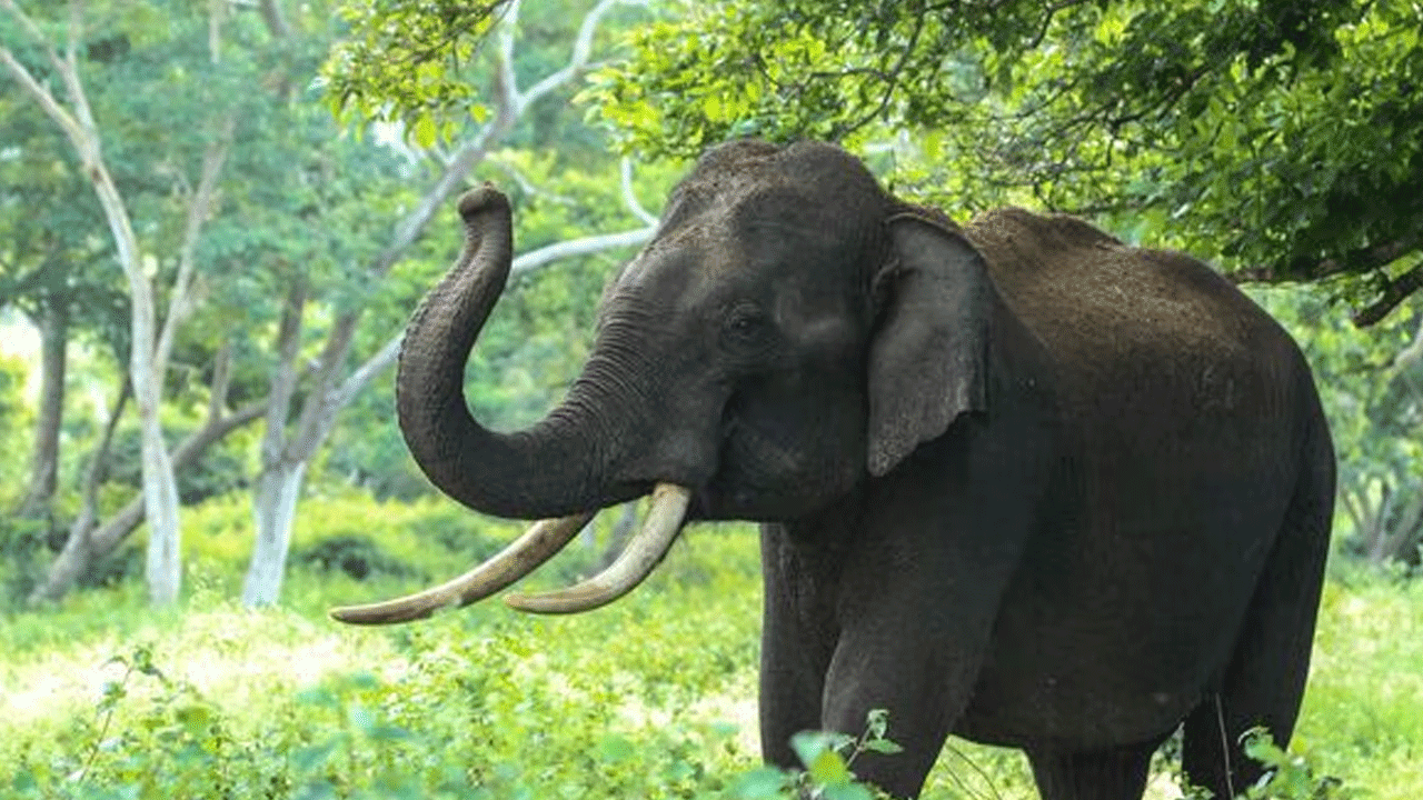 Vantara: సుప్రీం ఆదేశాల ప్రకారం సిట్కు సహకరిస్తాం.. క్లారిటీ ఇచ్చిన వంతారా