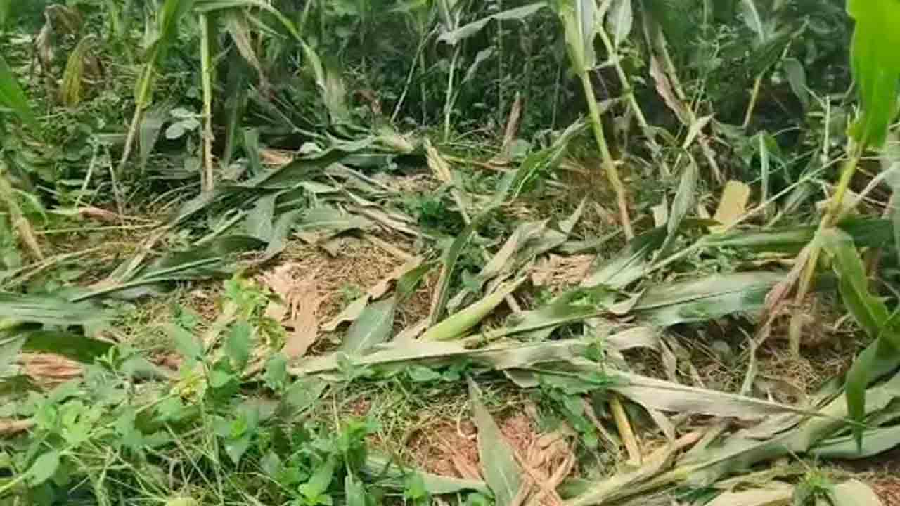 wild animals | అడవి జంతువుల వీరంగం.. మొక్కజొన్న పంట ధ్వంసం