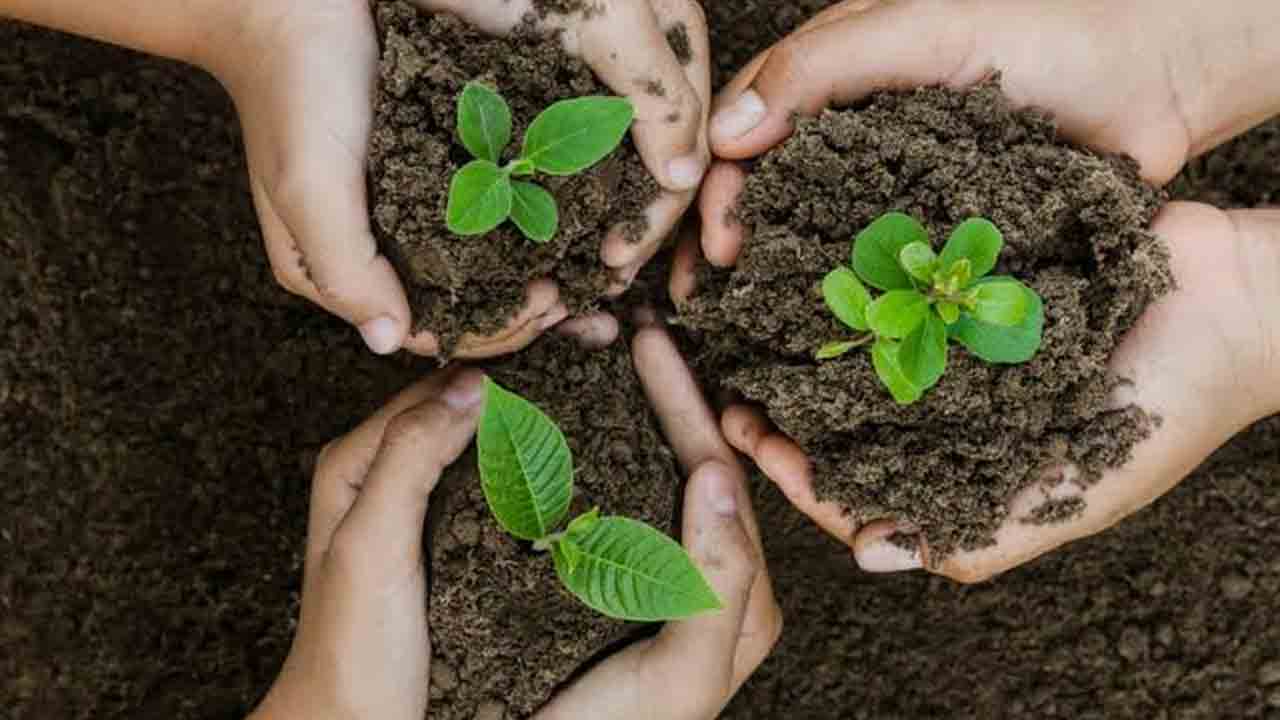 మొక్కల పెంపకం ఎక్కడ.. వనమహోత్సవంపై ప్రభుత్వం నిర్లక్ష్యం