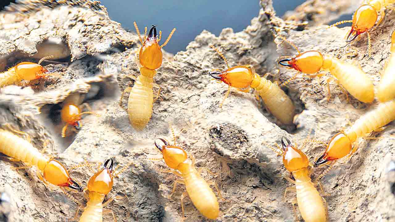 చెదలకు చెక్!