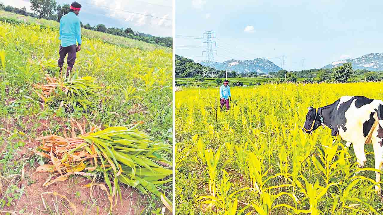 పంట కోసి.. పశువులకు వేసి..