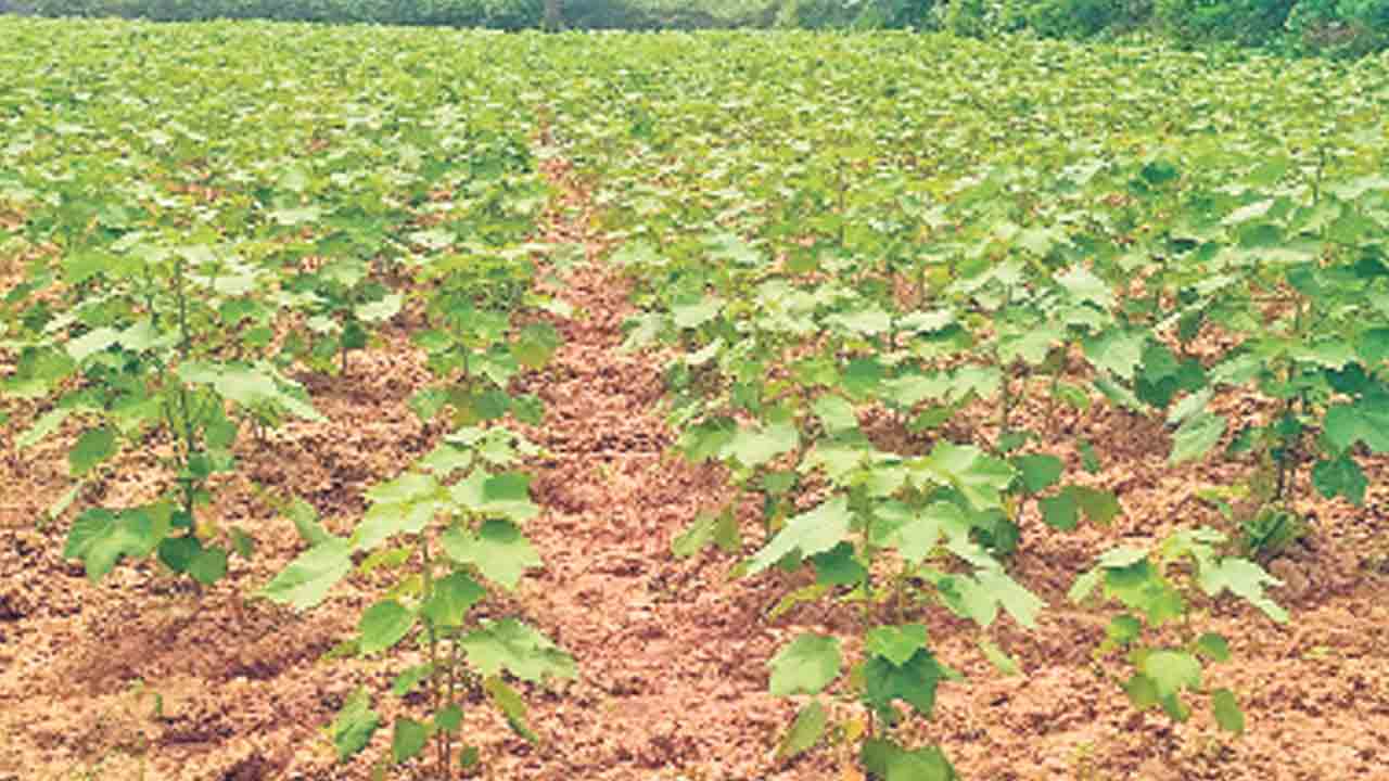 పత్తి రైతుకు శఠగోపం.. దిగుమతి సుంకం ఎత్తివేసిన మోదీ ప్రభుత్వం