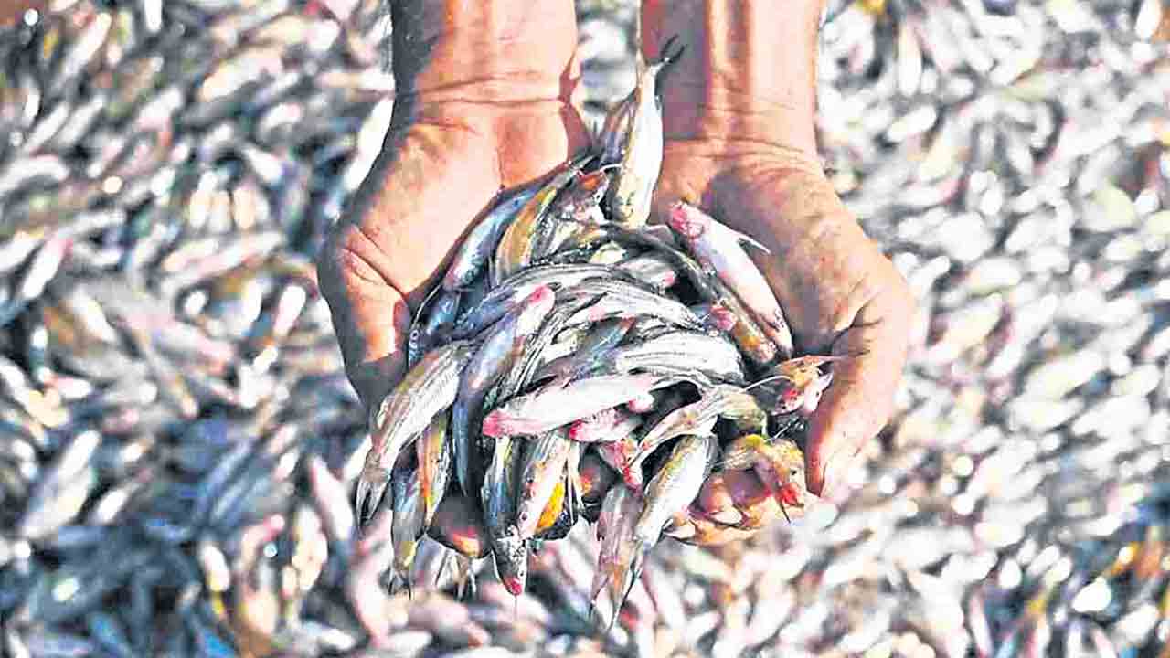 చేపపిల్లల సరఫరాలో నిబంధనలకు పాతర