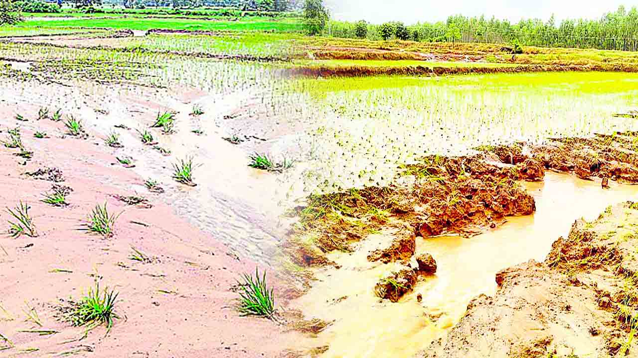 వరద గాయం పంటలుధ్వంసం