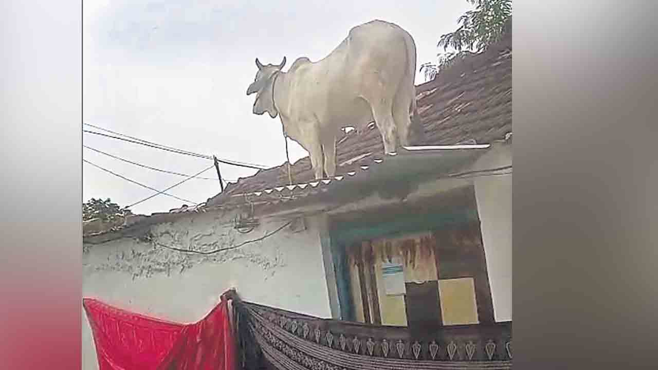 కుక్కల దాడితో ఇల్లెక్కిన ఎద్దు