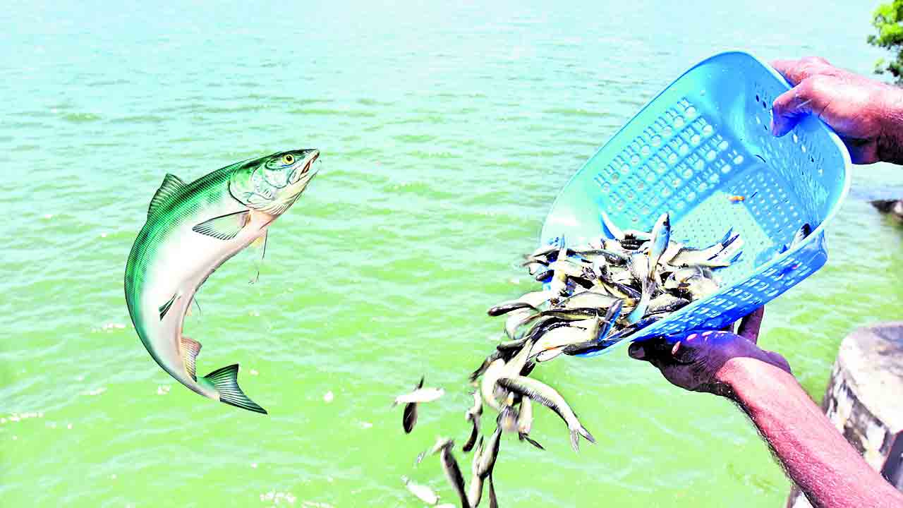 చేపా చేపా చెరువుకు చేరవా ?