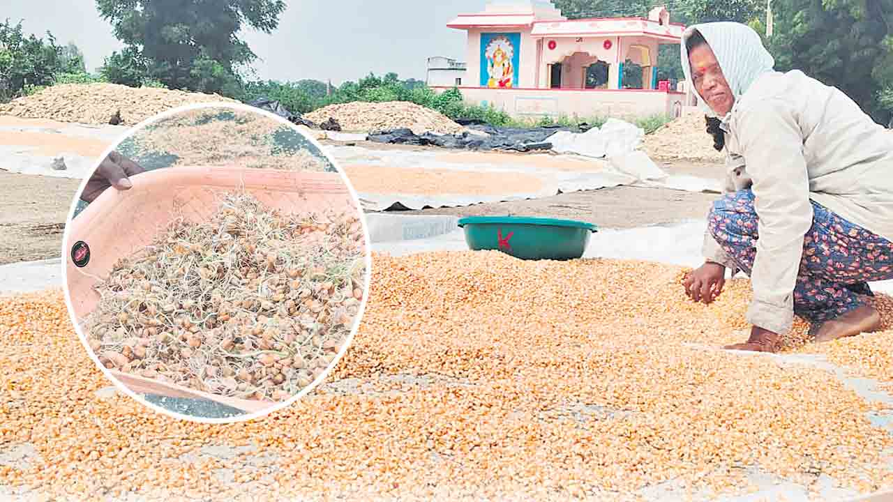 మక్కజోన్న రైతు విలవిల